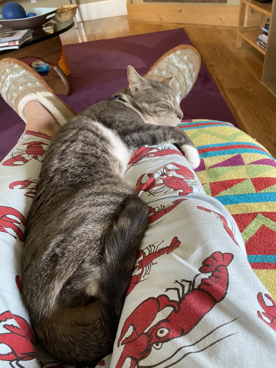 tryaddingkale's tweet photo. Jack says “Feh!” to social distancing  #QuarantineCats https://t.co/LgZCfpVhId