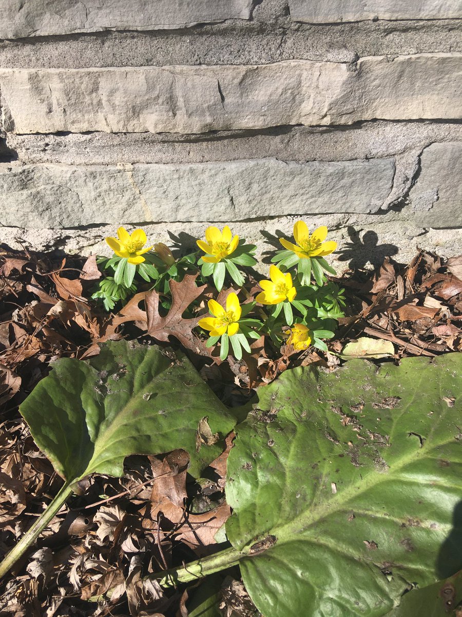 ⁦<a href="/CBCOntarioToday/">Ontario Today</a>⁩ Leslie in Etobicoke #hopespringseternal