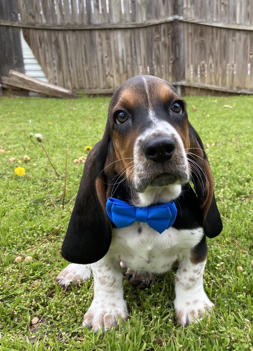 WeRateDogs tweet media