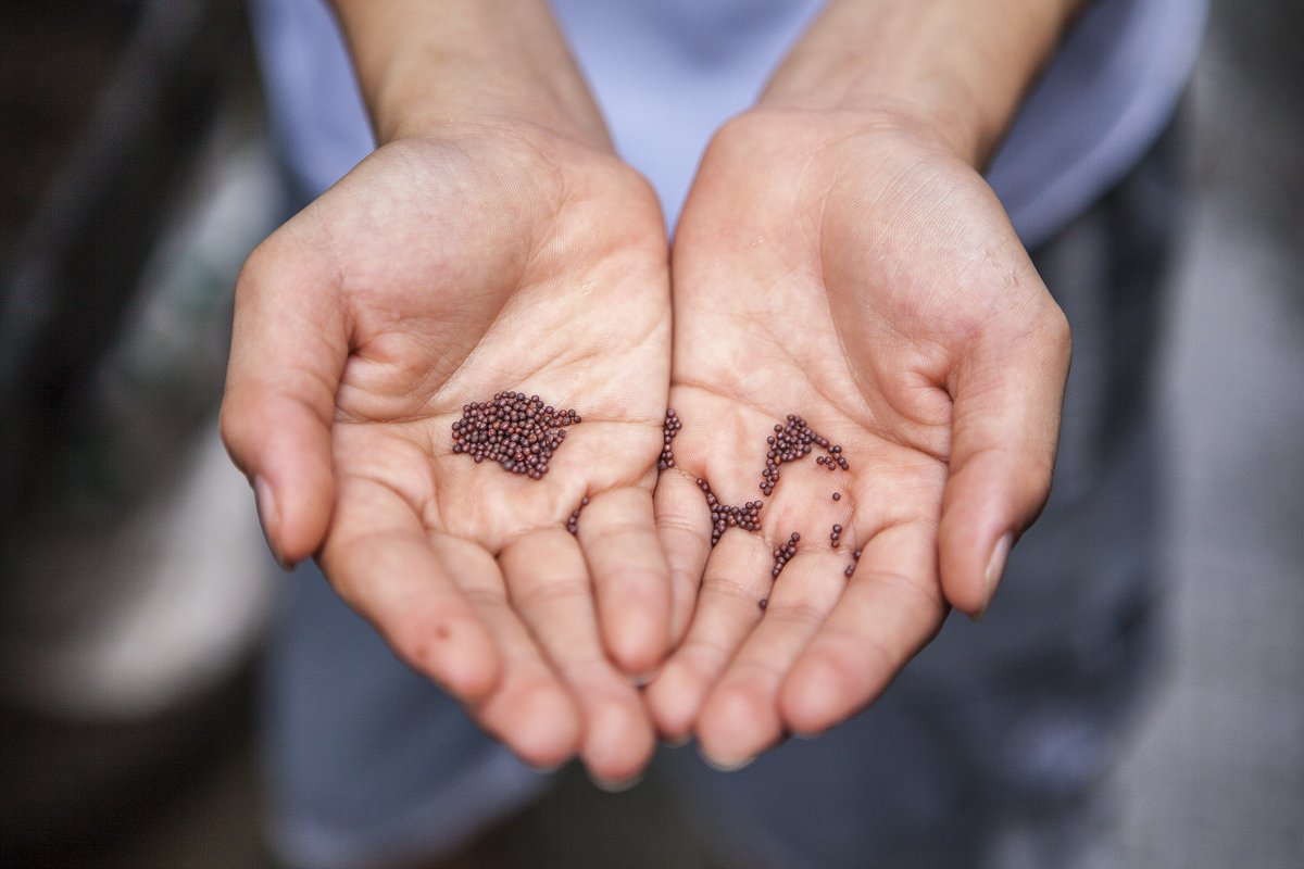 With many Seedy Saturdays cancelled this month, there are still ways to support local seed keepers across the country including by purchasing your seeds online!

Seeds of Diversity Canada has a list of all the seed companies  in Canada! 👏  

ow.ly/TPaQ50yN0aA