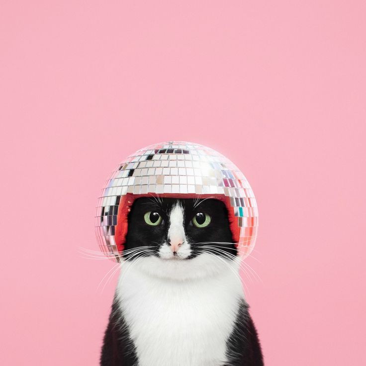 CatGentlemanLeo's tweet photo. A veces necesitamos cosas bonitas que nos sirvan de evasión en estos días. Con ustedes... ¡#PrincessCheeto! Toda una diva.
vía @CheetoTuxedo https://t.co/TkrfttMCWG