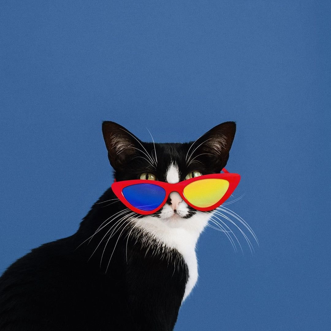 CatGentlemanLeo's tweet photo. A veces necesitamos cosas bonitas que nos sirvan de evasión en estos días. Con ustedes... ¡#PrincessCheeto! Toda una diva.
vía @CheetoTuxedo https://t.co/TkrfttMCWG