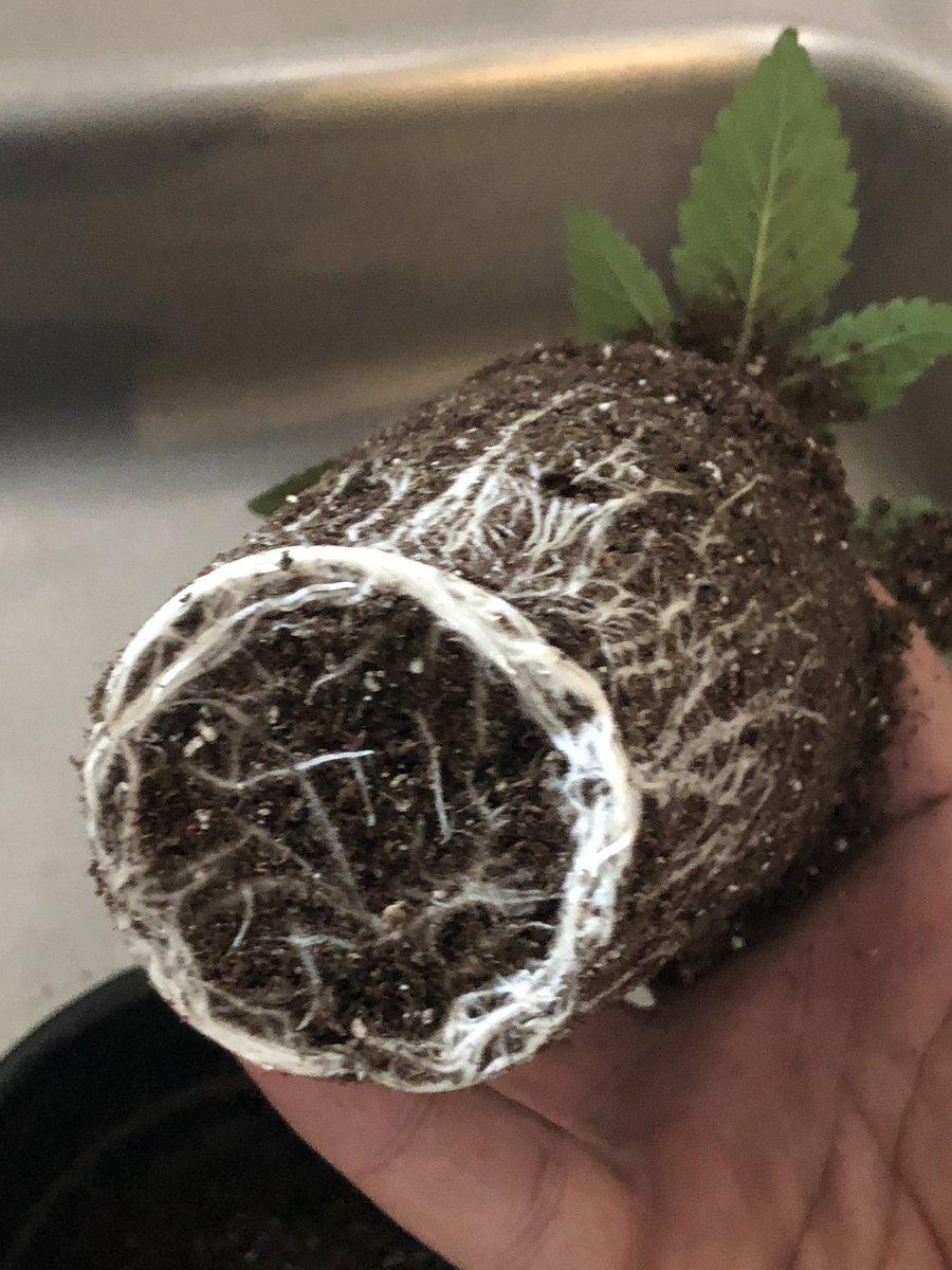 Umbra_TheMonk's tweet photo. Healthy roots 😍😍😍😍 

Alien Eyez Pheno “B” #SpaceManGenes https://t.co/QLwy77Vr1C