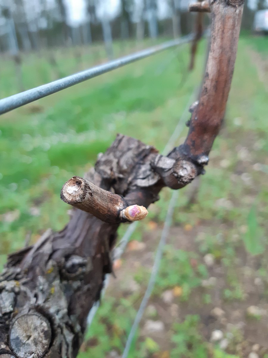 PascalNerbesson's tweet photo. Vas-y leur parler de confinement à eux 😱 #Millesime2020InProgress #wine #Agriculture https://t.co/6jM6xKPl7r