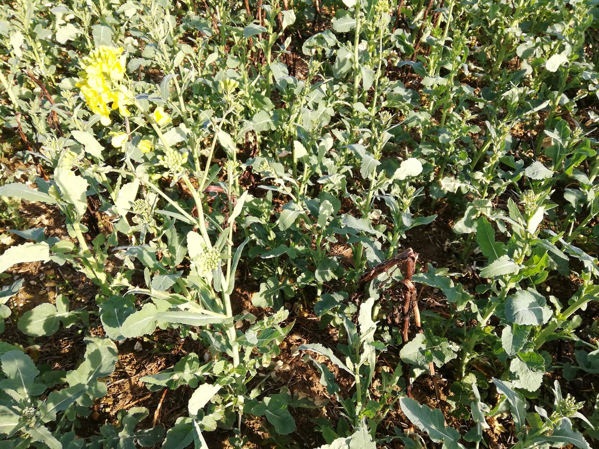 ServtecPvNORIA's tweet photo. #colza : combinaison de 2️⃣ plantes de service 😀

👉 #féverole qui aide à l'automne contre les altises, sa décomposition amène des éléments fertilisants,

👉 Une variété très précoce ▶️ lutte contre les meligethes

#methodesalternatives

@noriapcoop @terresinovia @ReneePREVOST80 https://t.co/sJzWwwzfeT