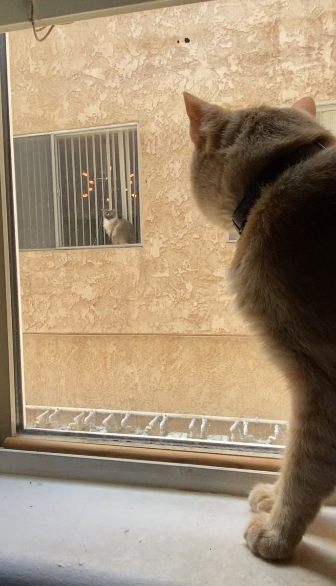 If they can do it, u can do it #quarantinecats