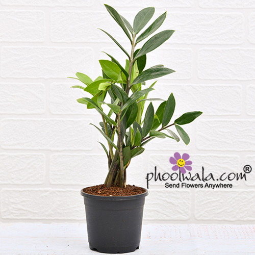 PhoolwalaDotCom's tweet photo. Zamioculcas Zamiifolia ZZ Plant

https://t.co/k5gkErTEYD

Gift your loved ones a beautiful ZZ plant in a pot.
#indoorplants #zamioculcas #plant #homedecorplant #decorplants https://t.co/MZcKu0urKx