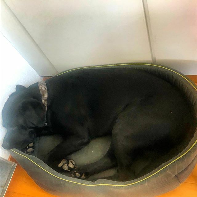 MyOfficeDiet's tweet photo. He’s assisting mama with home office management 😀 #assistant #homeoffice #workfromhome #virtual #sleepy #labradorretriever #labrador #puppylab #athome #staysafe #besafe https://t.co/bWPFn8lMr4 https://t.co/z17cGBUlOR