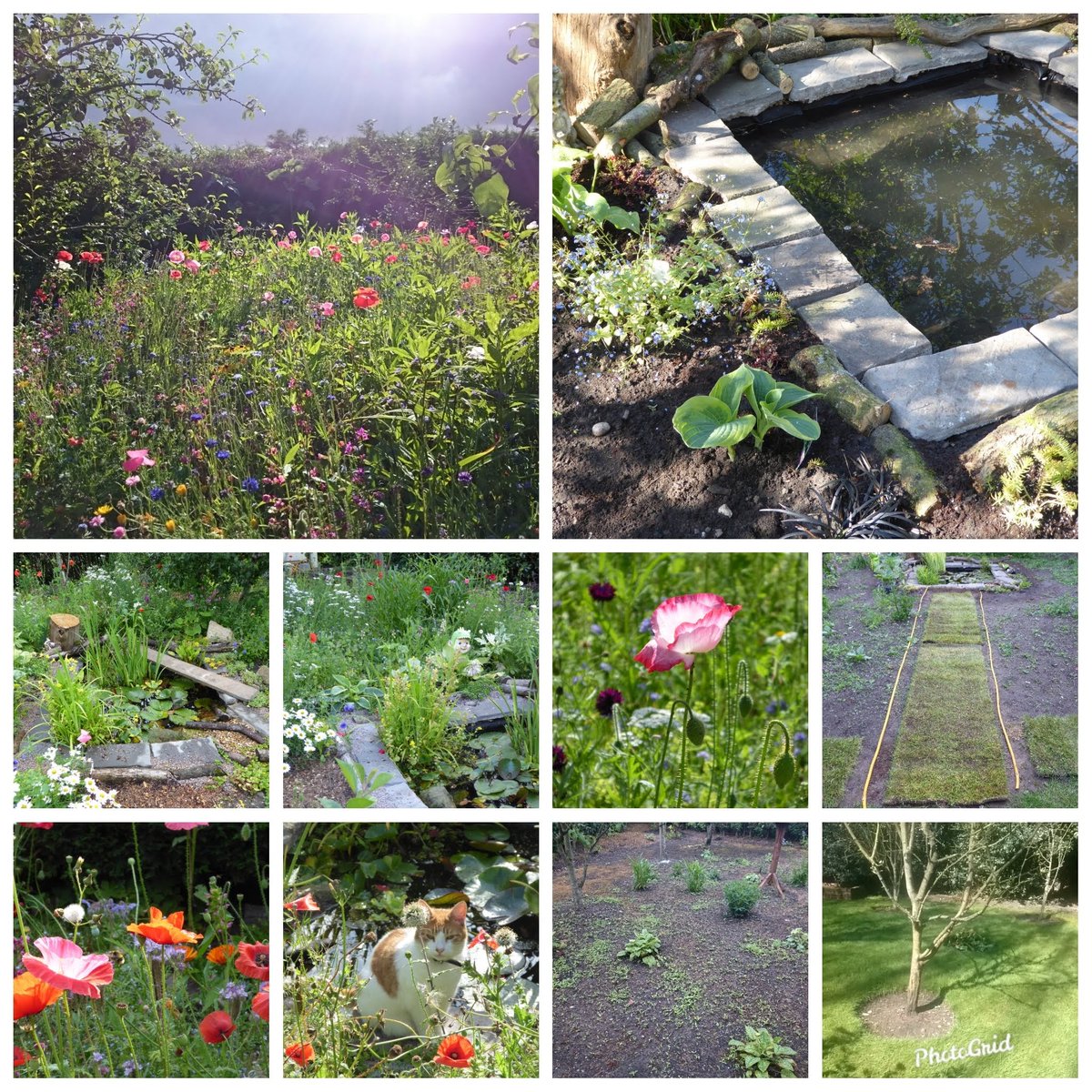 natepix1's tweet photo. @frangrowsfood @pambizbuster @cath_wd @GardensHour It will harpen believe me👍
I ripped up the grass in our little orchard when I was getting better from my #PilonFracture
Best thing I ever did and what joy it has bought to our garden. 
🐦🐞🐝🐜🐛🦋🌼🌺🌷💮🌻
#GardensHour #AfterParty https://t.co/sTZDtSQ5HD