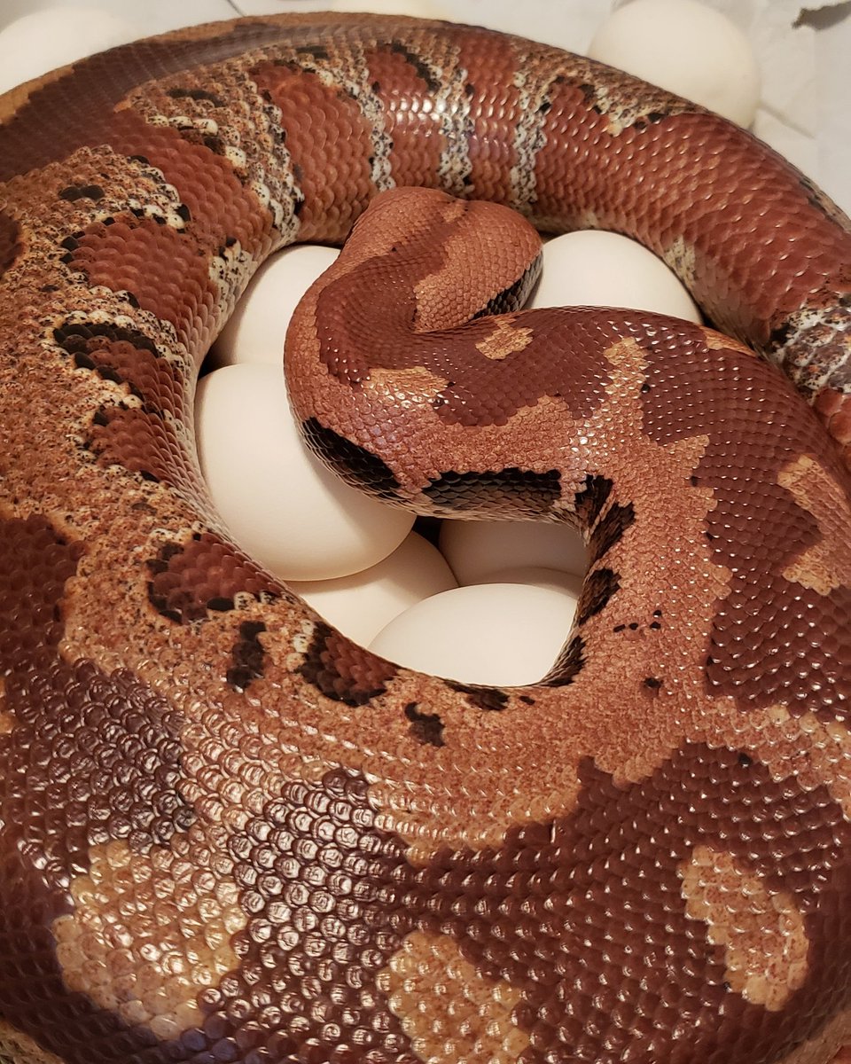 ZGReptiles's tweet image. Beyond thrilled with this clutch, 23+1 slug, Female redheaded Marter x Genetic Stripe Red

#zackgreensreptiles #bloodpython #redbloodpython #brongersmai #brong #python #redheaded