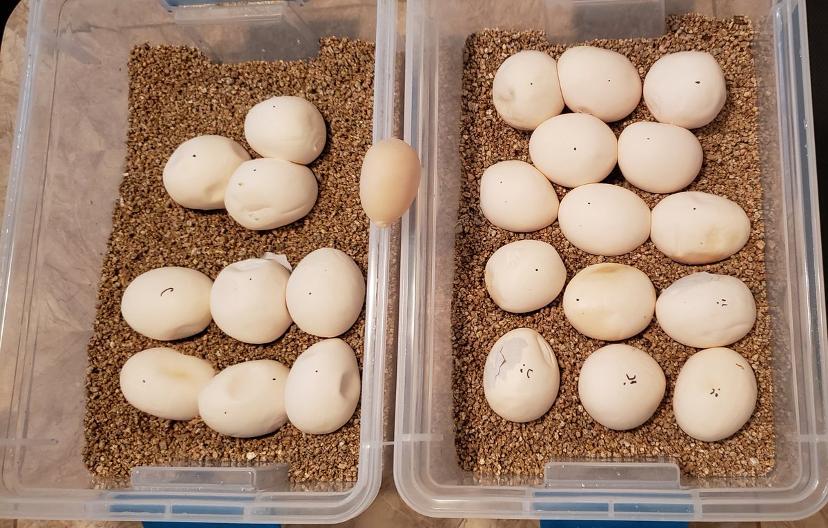 ZGReptiles's tweet image. Beyond thrilled with this clutch, 23+1 slug, Female redheaded Marter x Genetic Stripe Red

#zackgreensreptiles #bloodpython #redbloodpython #brongersmai #brong #python #redheaded