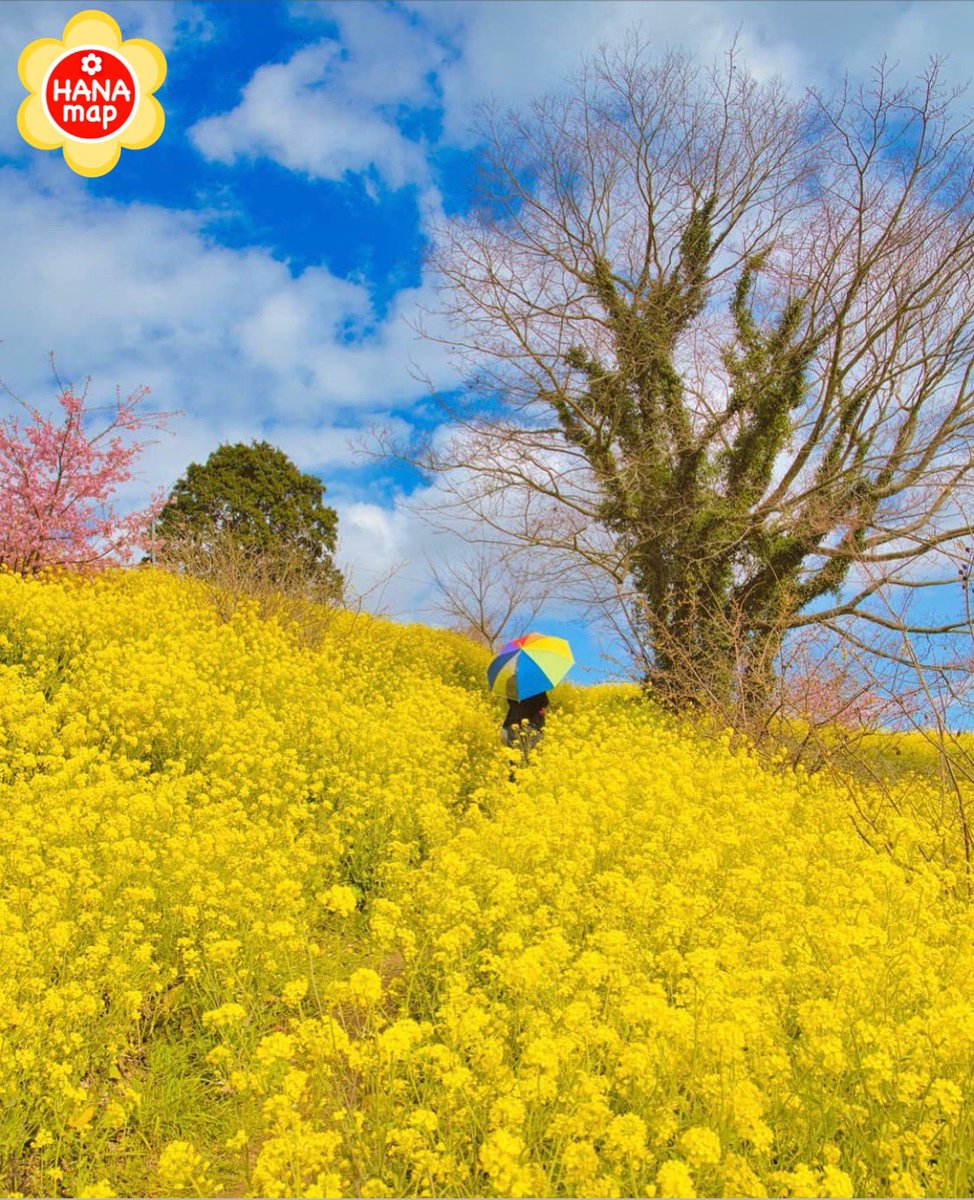 はなまっぷ 日本の美しい花風景 Auf Twitter Shichuilingshi さんの 花のある風景に花まるを 暖かい気分になれる素敵な菜の花の丘をありがとうございます 愛媛 佐礼谷黄色い丘 Iyo Ehime Pref ナノハナの花言葉 小さな幸せ 元気いっぱい