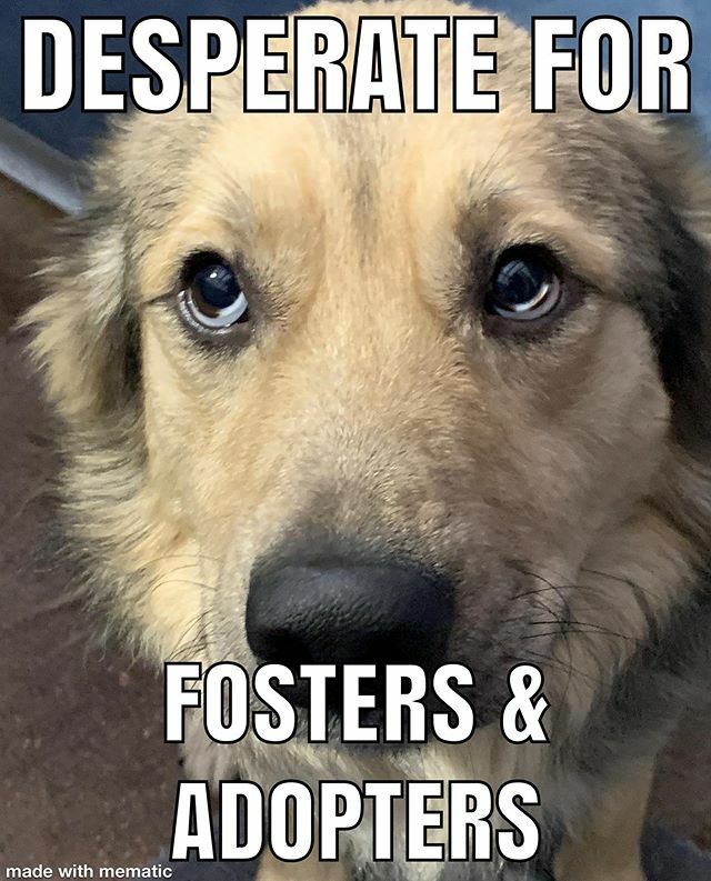 Humane Society Tulsa Tulsapets Twitter