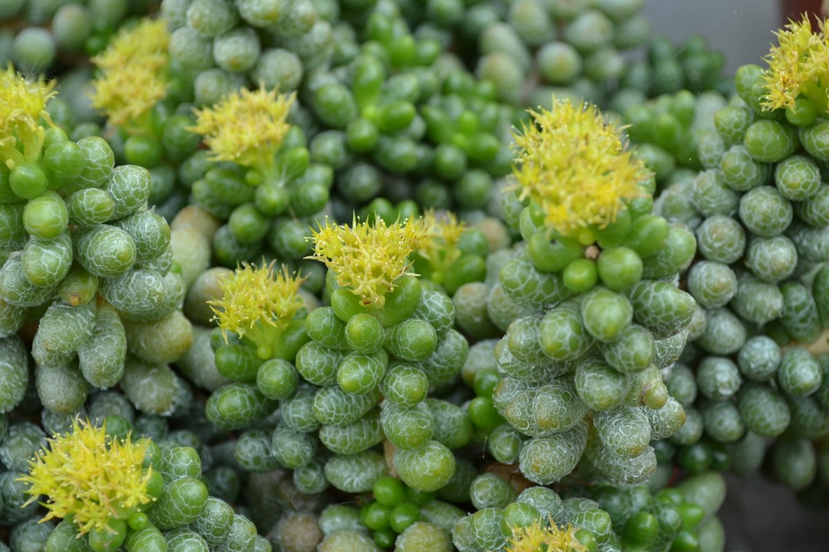 Regrettably, due to today's announcement from the Government, we have decided to cancel Sheffield's <a href="/CactusSucculent/">British Cactus and Succulent Society</a> meetings in April and May. We will update you when we plan to meet again.

Look after yourselves and enjoy your plants!
#cactus #succulents