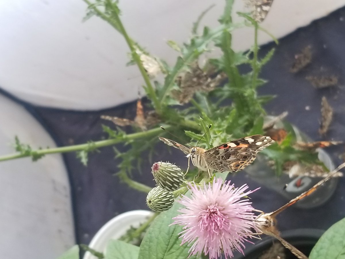 As mentioned, these are the cute little guys I get to have as buddies for a few weeks while the lab takes safety measures. These painted lady butterflies are feeding and laying tons of tiny blue eggs on this marsh thistle.