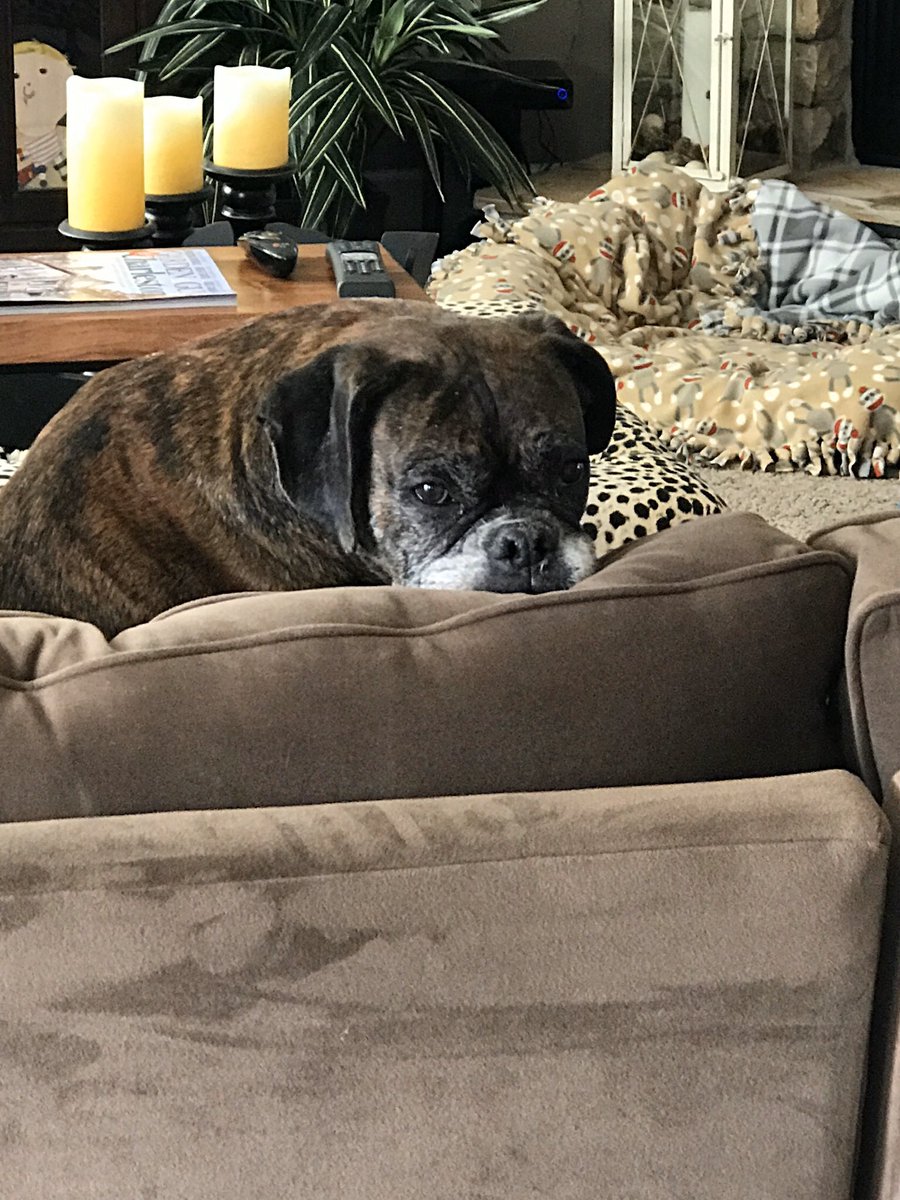 kaisaac32's tweet photo. The look I get when she realized exactly what it meant when I said I would be working remotely. #quarantinedogs https://t.co/hSQ8Rmqi55