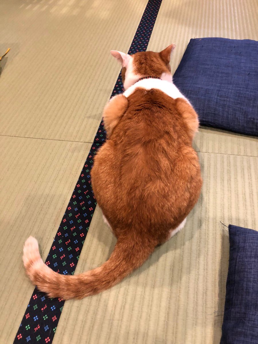 ট ইট র K Ta レポ遅くなりましたが 猫カフェ至高 至福の時でした 猫飼いたい って気持ちが強まりました 猫独特の臭いもキツくないので 気になる方は是非猫の国に入国を ヌコちゃん達のsns投稿okもらいました ネコリパブリック ねこ浴場 ねこ旅籠