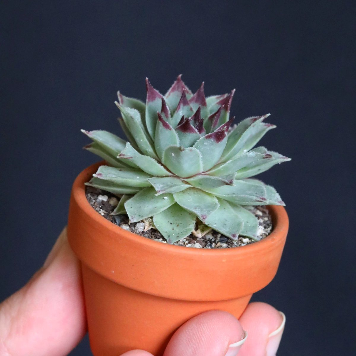 No idea what the correct ID for this one is, but it's so cute in her littlest clay pot.
#succulents
#suckerforsucculents
#ilovesucculents
#succulentslover
#lovesucculents
#succulentsmakemehappy 
#succulentscollection
#plants
#plantas
#houseplants
#greenthumb
#plantlover