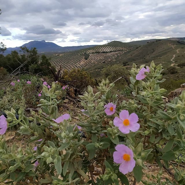Today on my run. We are still allowed to take the dog out, my dog is going to get a bit fitter in the next few weeks of lock down here in Spain. Stay safe, be sensible and do what we need to do to help those who are working hardest. #reality #runningformentalhealth #running …