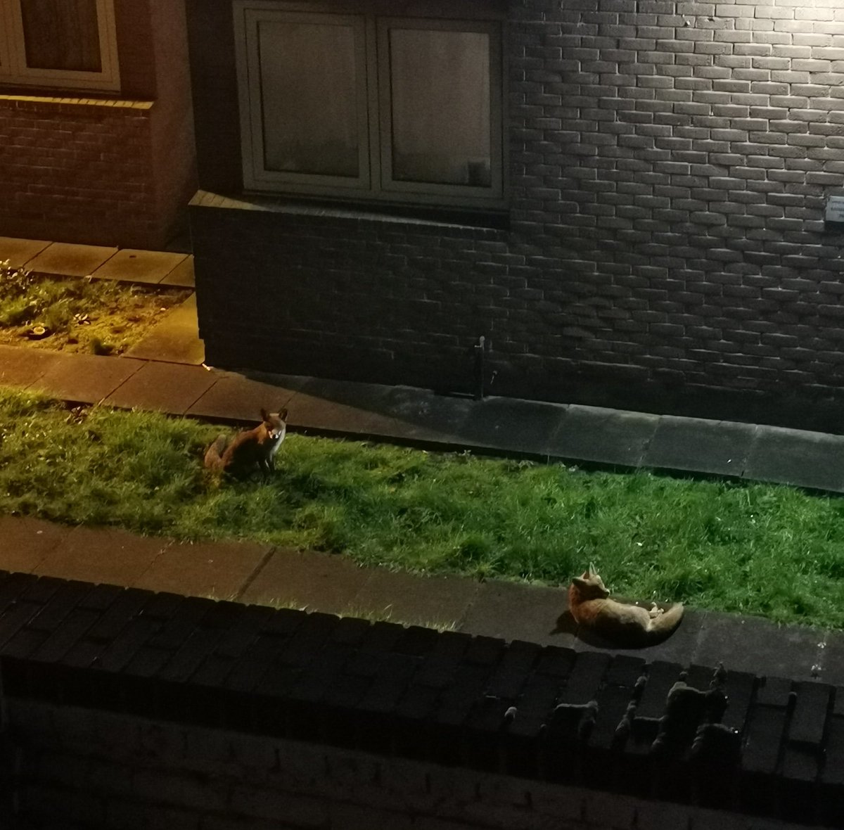 Just the foxes chilling outside, even @hanuthecat didn't bother them.