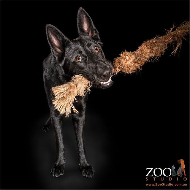 ZooStudioPhotos's tweet photo. WHY CHOOSE ZOO? Zoo Studio have specialised exclusively in Animal Art Photography since 2006. We are one of the longest standing photography studios in Australia to do so. 
We don’t photograph weddings, babies, landscapes or provide general corporate Photography, we just pho… https://t.co/JWfb7bnge3