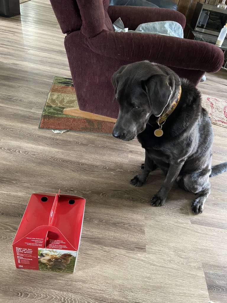 SaraReed7's tweet photo. Get you someone who looks at you like Gidget looks at these chicks #likeasnack https://t.co/NXKOelxGwu