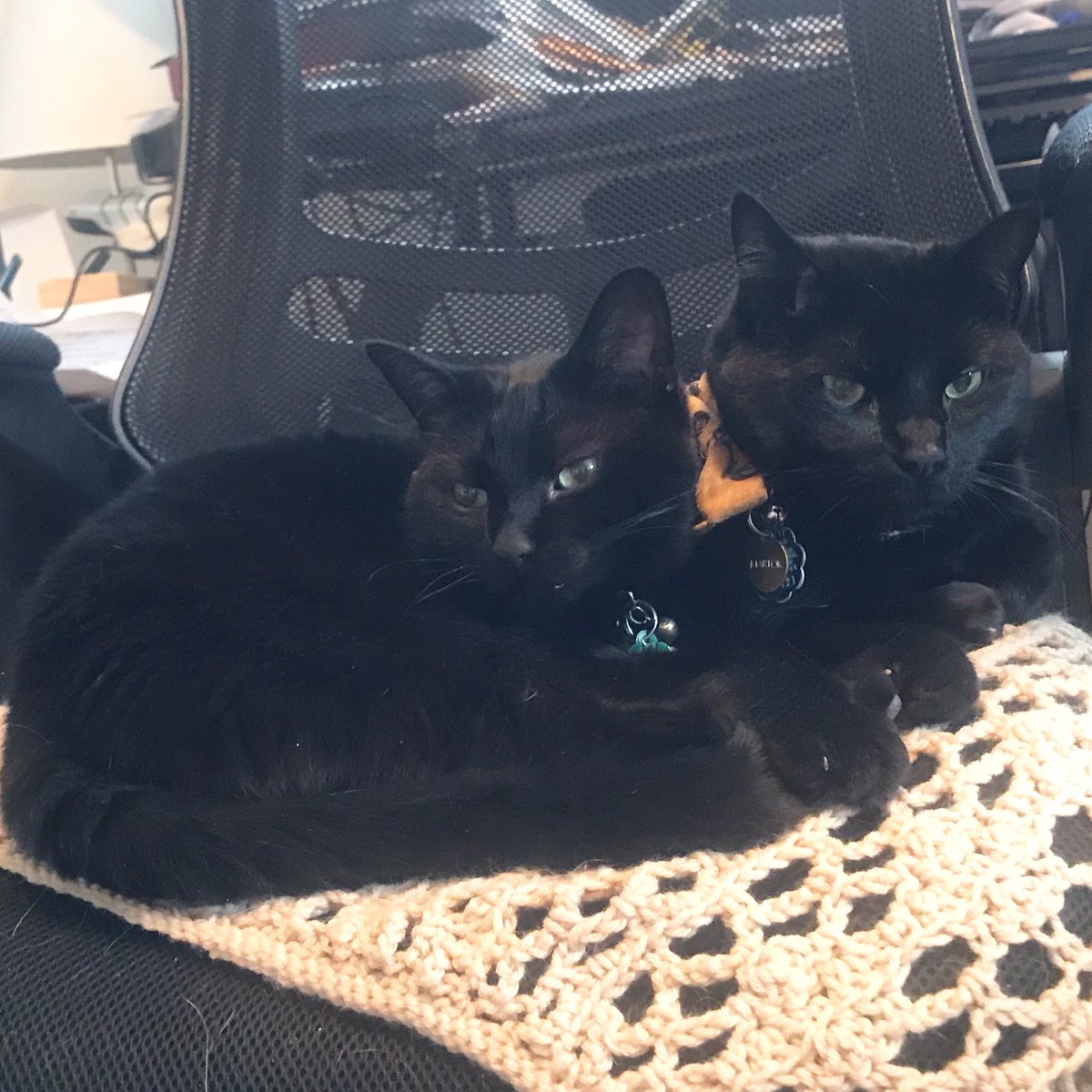 TudorsAndTMs's tweet photo. @ellle_em Ziggy Stardust and Martok cuddling on the office chair next to mine. #isolationcats soon to be #quarantinecats https://t.co/6lSGALDhPn