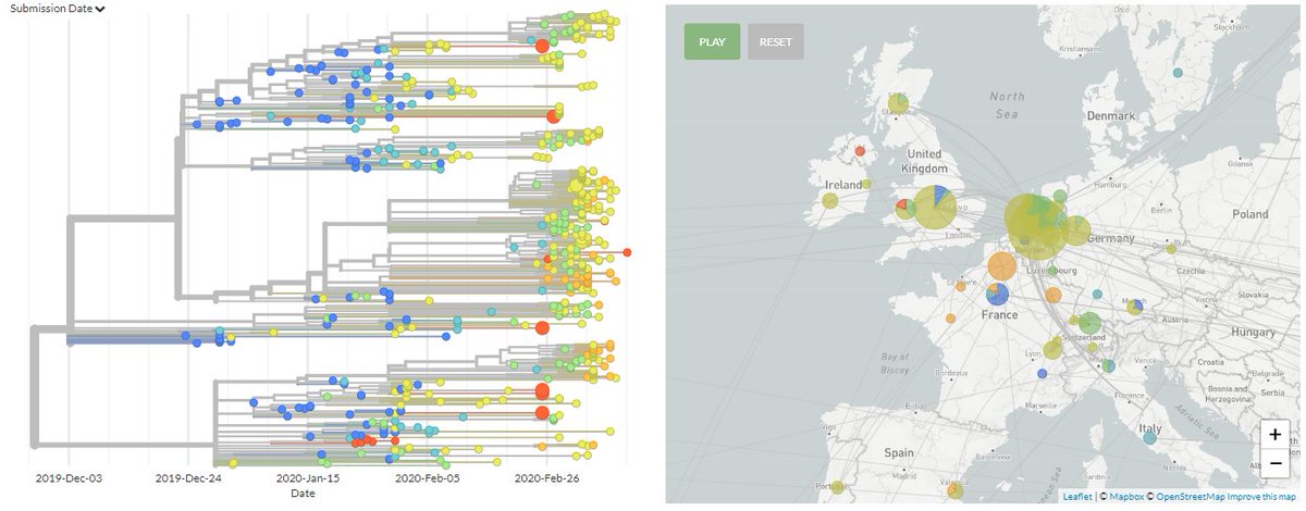 Thanks to #opendata sharing we've added 14 new #COVID19 #hCoV19 sequences to nextstrain.org/ncov 

Thanks to <a href="/PublicHealthW/">Public Health Wales</a> <a href="/WalesMicrobiol/">Wales Microbiology</a> Regional Virus Lab Belfast, Beijing Inst of Microbiology. Guangzhou Medical Uni &amp; <a href="/GISAID/">GISAID Initiative</a>

Guangzhou seqs fall across the tree.

(1/2)
