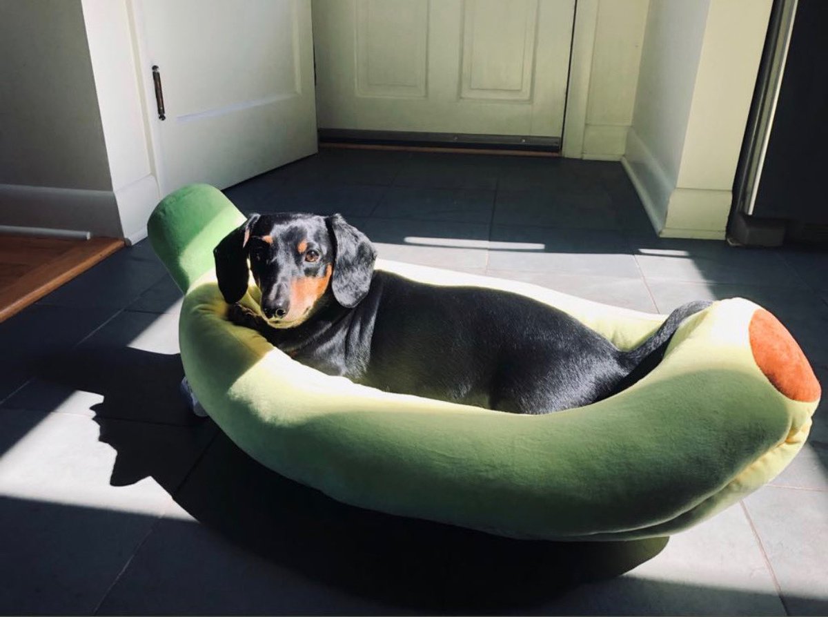 PopsCommunity's tweet image. With the Pops team transitioning to work from home, we thought we should introduce some of our newest employees. 

Share photos of your new coworkers, please.