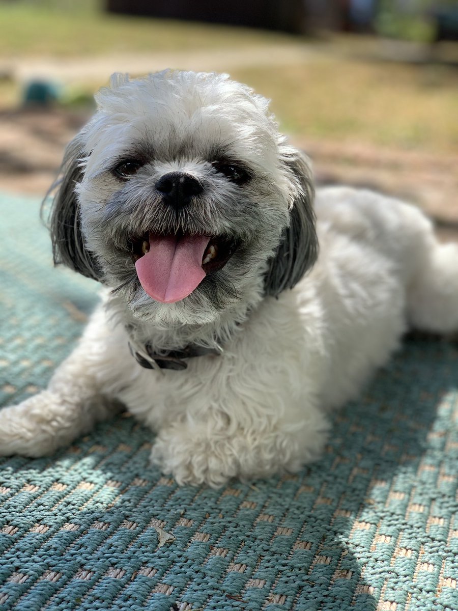 PopsCommunity's tweet image. With the Pops team transitioning to work from home, we thought we should introduce some of our newest employees. 

Share photos of your new coworkers, please.