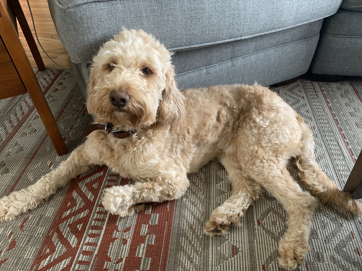 PopsCommunity's tweet image. With the Pops team transitioning to work from home, we thought we should introduce some of our newest employees. 

Share photos of your new coworkers, please.