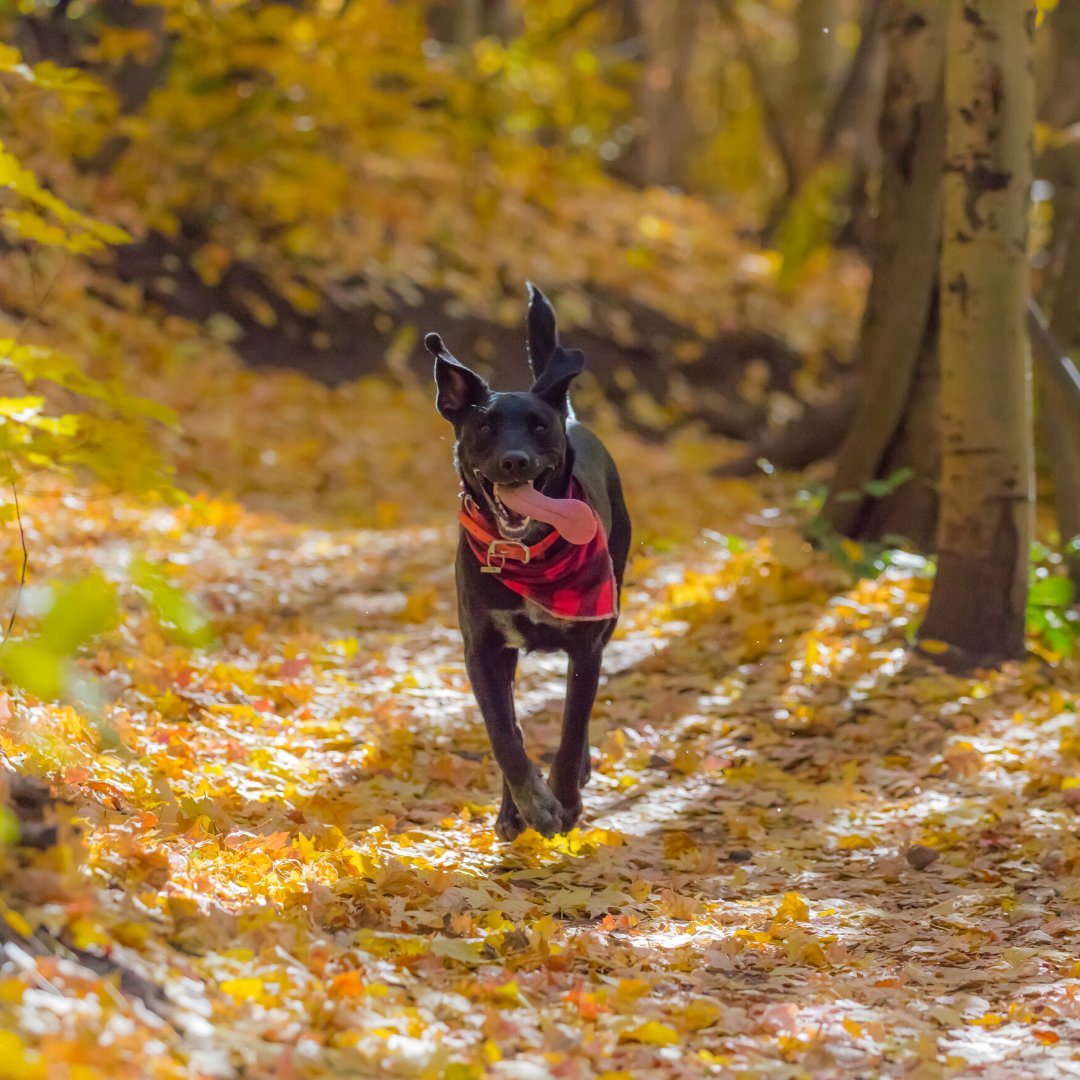 🐾 Whether you're a runner or not, there is so much you can do with your family, friends and DOGS at Run Wild Fest! 

One event we've got on Saturday is a Dog Show, hosted by our local vets, <a href="/Pennard/">Pennard / Chris</a> Vets  🐶

Bring your pooch along! 

#DogsofKent #Kent #KentCamping