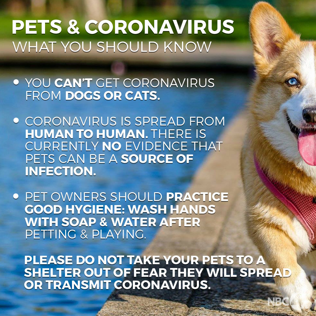 Pets &amp; coronavirus: