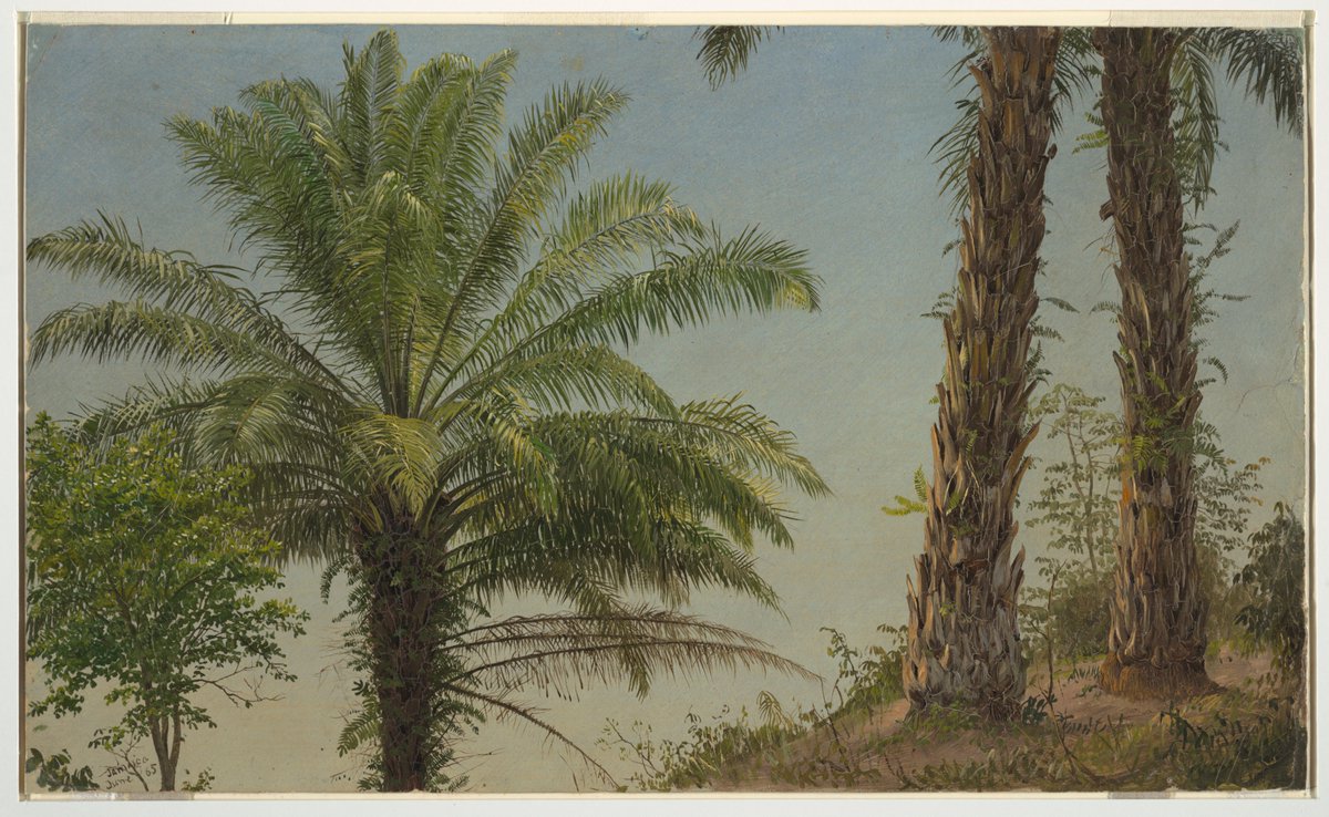 Frederic Church, 1826–1900, oil sketch of palm trees, June 1865, oil on paperboard. I'm guessing he painted this over a prepared gradation for the sky color. #hudsonriverschool #fredericchurch #oilstudy