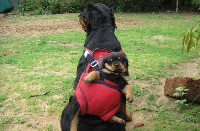 WeLoveDogsUSA's tweet photo. "Mommy I'm so tired, mommy, mommy, mommy....are you listening? Please please please pick me up up up." Sound familiar? #BackpackPuppy #Rottweilers #BabyRottweiler # https://t.co/3sZBfRfKFZ
