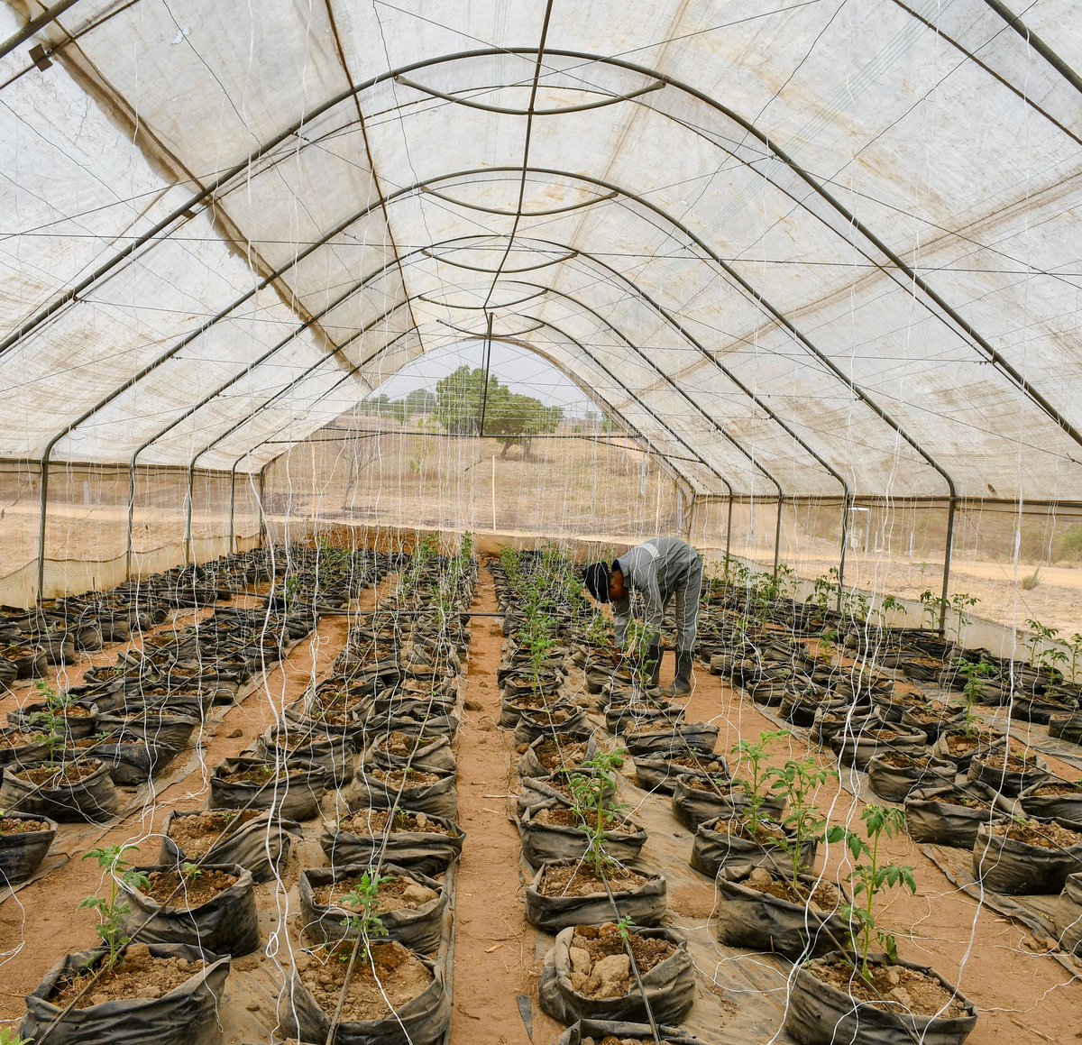 AlmatFarms's tweet photo. Staking of the five week old tomato plants. #tomatoes🍅 #staking #farmingpractices #cropmaintenance #organicfoods #greenhousefarming #foodsecurity #supportagricultureinnigeria https://t.co/vkfW99vkMO
