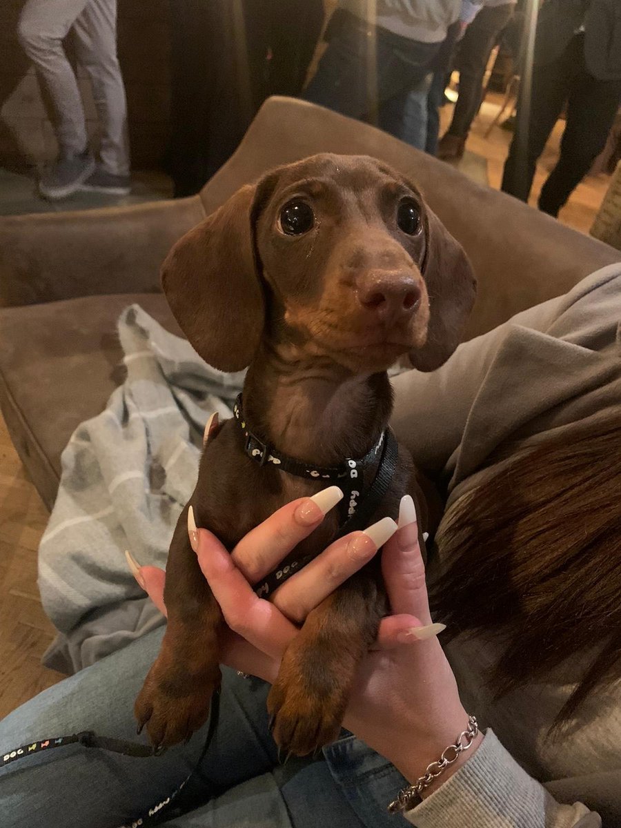 BullsheadE's tweet photo. These gorgeous little guys were in over the weekend and were just adorable! They really did put a smile on our faces and we hope they are doing that for you right now!💙 🐶 https://t.co/FENdTJv9fN