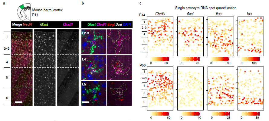 NatureNeuro's tweet photo. #Astrocyte layers in the mouse and human cerebral cortex revealed by a single-cell in situ transcriptomic map https://t.co/94abezukEg https://t.co/xiCmWkQiEo