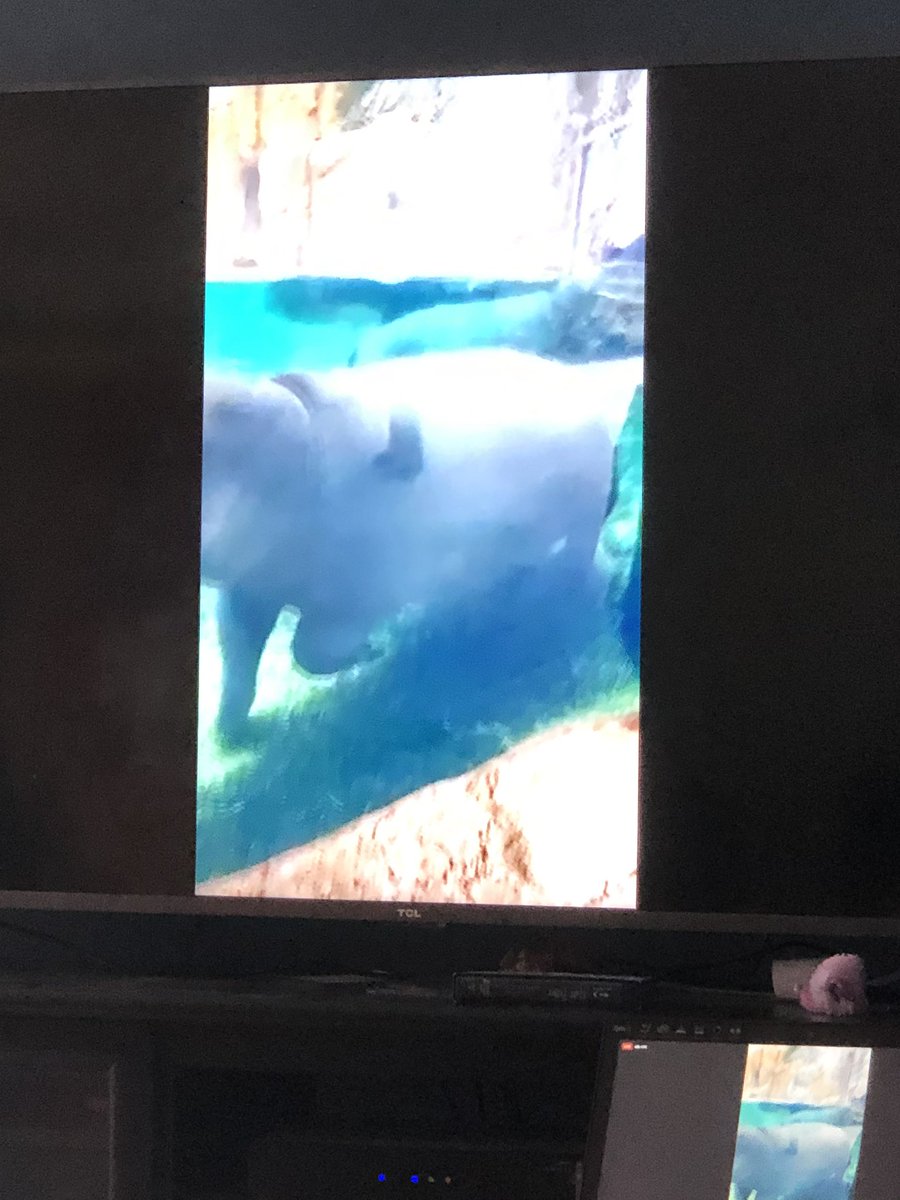 Watching a live stream from <a href="/CincinnatiZoo/">Cincinnati Zoo</a>