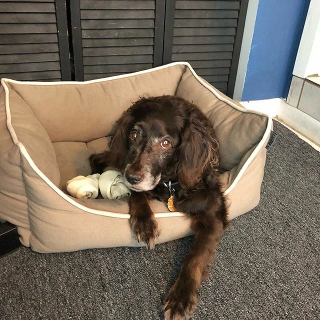 CoteWheels's tweet photo. #browniesays #relax https://t.co/7KD4XpatwW https://t.co/vtXmQi7HJa