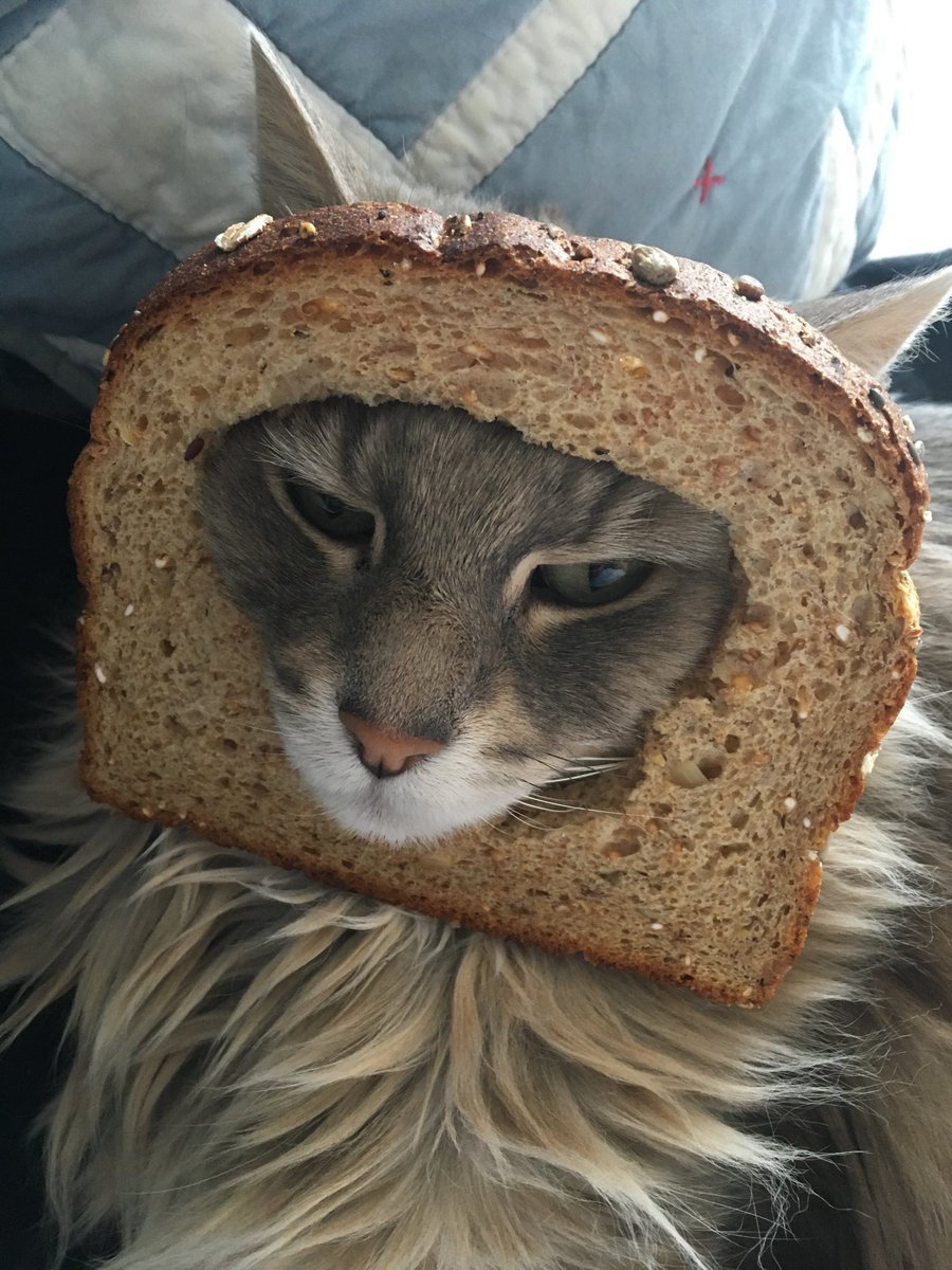 Steven2July's tweet image. Spirit #CatsOfTheQuarantine