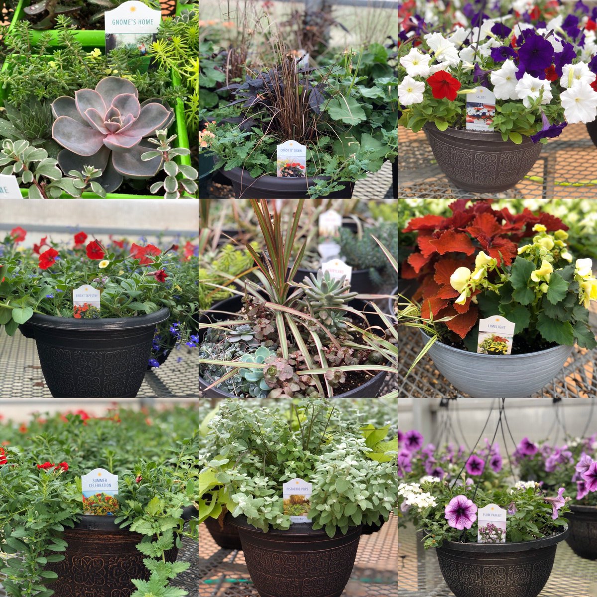 AlcovyHighFFA's tweet photo. The Coronavirus ain’t gonna keep these plants down! They are looking good!! We are still planning on having a Sale!! PLEASE MONITOR OUR PAGE CLOSELY FOR MORE INFO IN THE COMING DAYS!!! #tigerag #committothecove #ncssbethebest https://t.co/8X7xtcS1x0