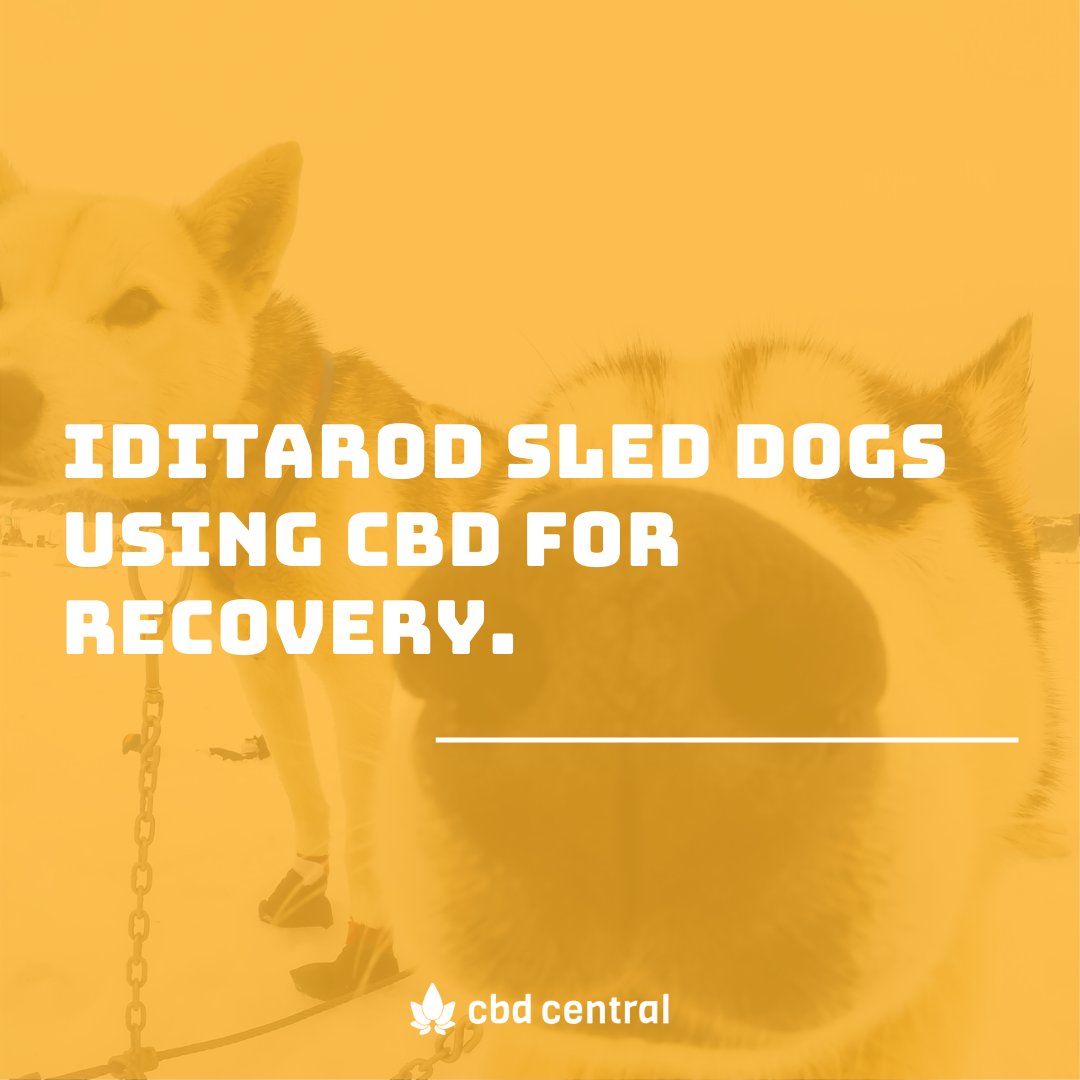 CBDCentrl's tweet photo. 4-time #Iditarod champ, Lance Mackey, has been giving his sled dogs #CBD for about a year now.
While not endorsed by race officials, Mackey says he's seen improvements in various issues with his retired dogs &amp; impressive recovery from active race dogs.
https://t.co/hgExeG1YFb https://t.co/p3QDwLSS6T