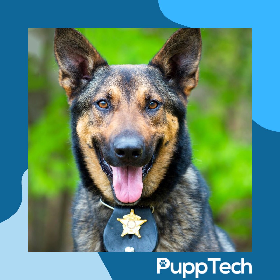 PuppTech's tweet image. #servicedogs #policedogs #militarydogs #handlers #pupptech #puppcomm #Dog #DogsOfInstagram #Puppy #Dogs #Pet #InstaDog #Dogstagram #Petstagram #DogLover #DogOfTheDay #smartdog #happydog #cute #doglovers.#doglife #puppylove #doggo#puppies⁠
#puppiesofinstagram #pupptech #puppcomm