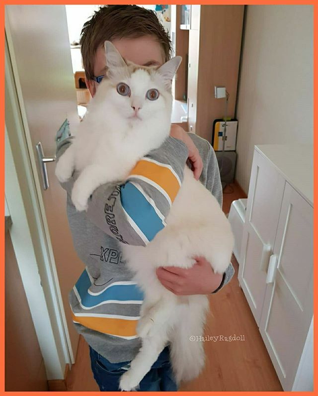 HaileyRagdoll's tweet photo. Today was a pawsome monday. Our human brothers were at home. So we cuddled and played a lot❤ Stay safe lovely furriends and stay positive🙏❤ .

#noschooltoday #noschooltomorrow #noschoolthisweek #geenschool #kidsthuis #drieweken #threeweeksathome #cor… https://t.co/Dmh9kgTTxn https://t.co/NZacVZYqSM