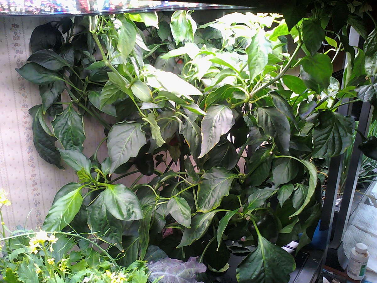 3) Here's the poblano plant (all by itself in side 2,  #AeroGarden Farm Plus.I harvested these peppers last night (I waited until they turned red so as to ensure they were fully grown since it's my 1st time growing these).Note for millennials: it's a silver dollar (for scale)