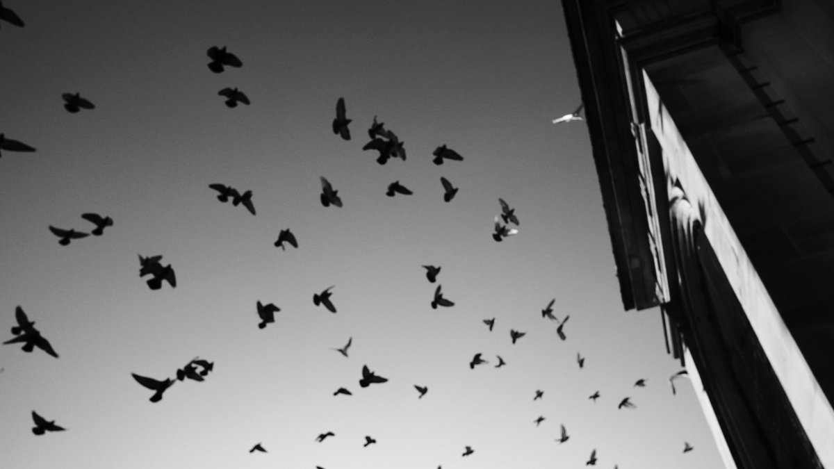 Birds in Brum. 
#streetphotography #bnw_captures #bnwstreet #bnwstreetphotography #streetbnw #blackandwhite_photos #fujifilm_xseries #fujiacros #fujibnw