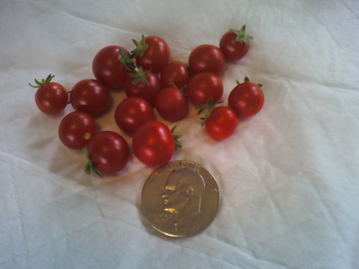 5) These are the  #AeroGarden heirloom cherry tomatoes I picked moments ago from 2 different plants.These tomatoes taste Better than the one's I get from the store. They're not too sweet & not too tart. Just right (for me).Again, silver dollar for scale...