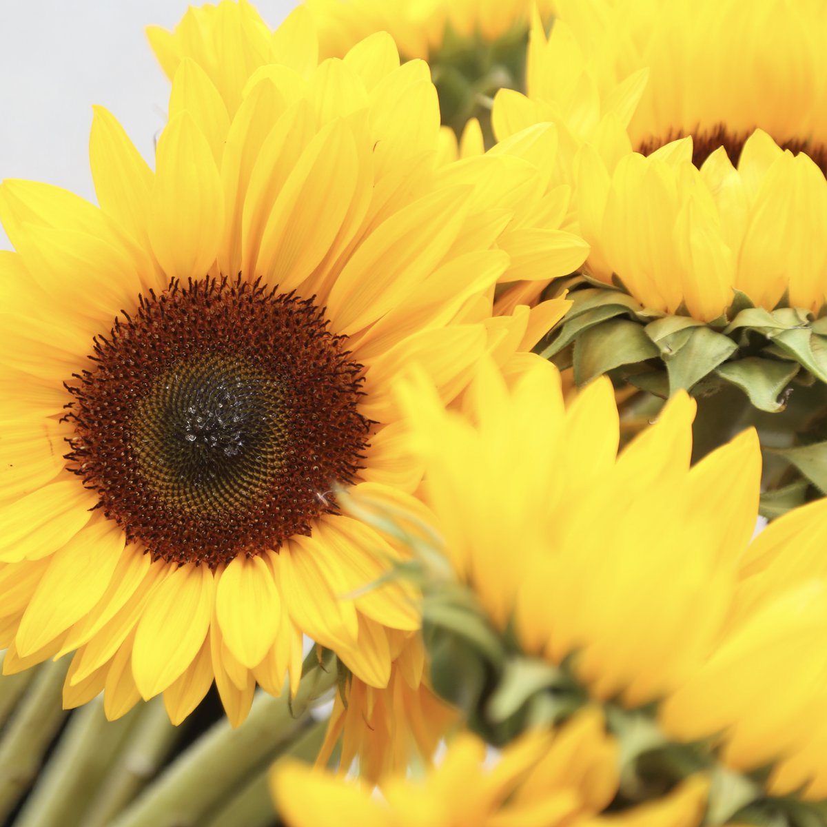 SoWa update: Many of our businesses are choosing to close or limit their open hours until at least April 7th. Some of them have come up with pretty cool ways to remain "open" online and we would love it if you would go check them out! 🛍