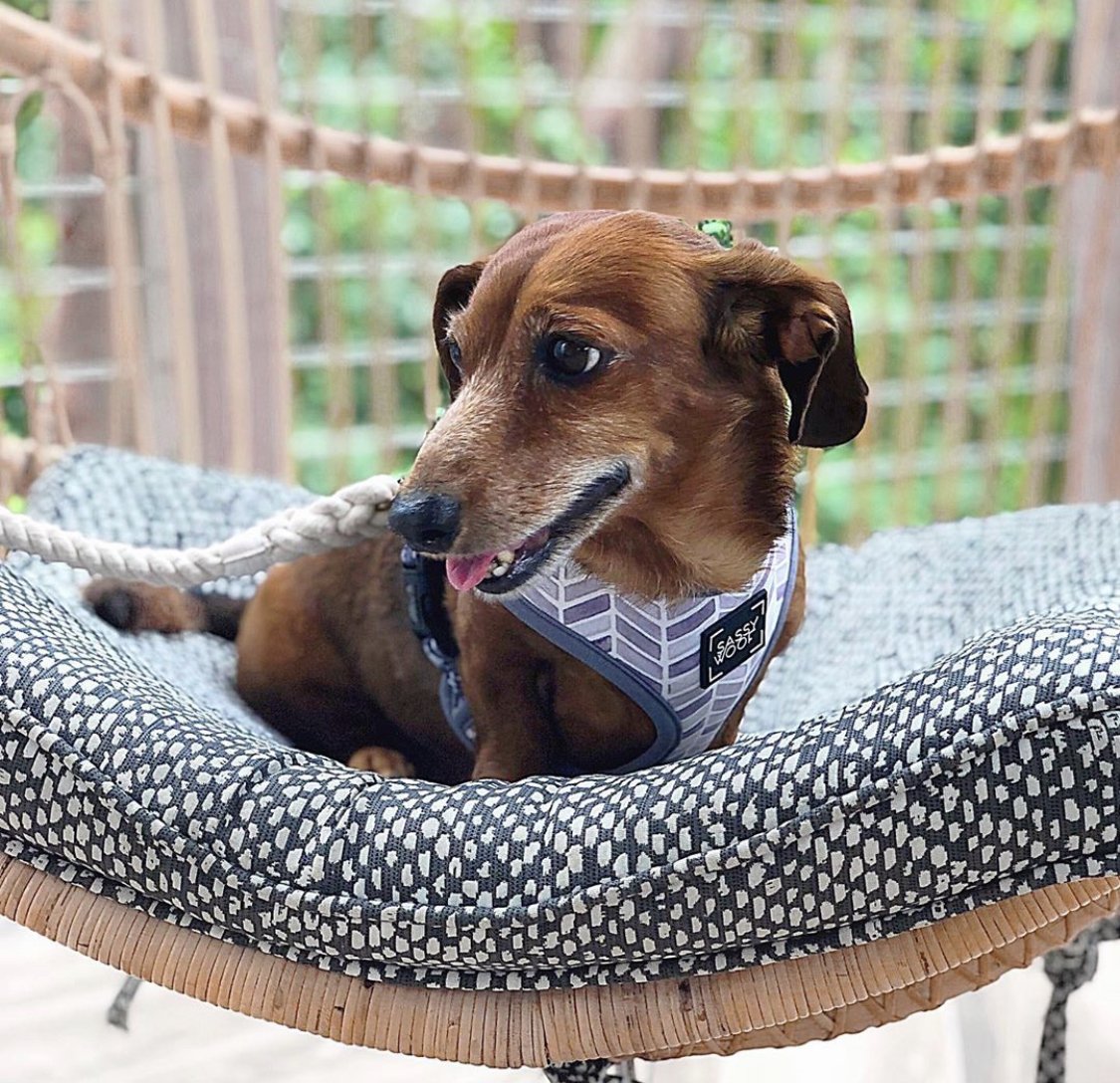 Baker's Cay Resort Key Largo (@bakerscayresort) on Twitter photo Pack the kibble and his favorite stuffies. Fido is always welcome <a href="/bakerscayresort/">Baker's Cay Resort Key Largo</a>. And don’t forget to sniff out Maya the Husky, our on-site Director of Pet Relations!
📸 via @gia_doxie Pack the kibble and his favorite stuffies. Fido is always welcome <a href="/bakerscayresort/">Baker's Cay Resort Key Largo</a>. And don’t forget to sniff out Maya the Husky, our on-site Director of Pet Relations!
📸 via @gia_doxie